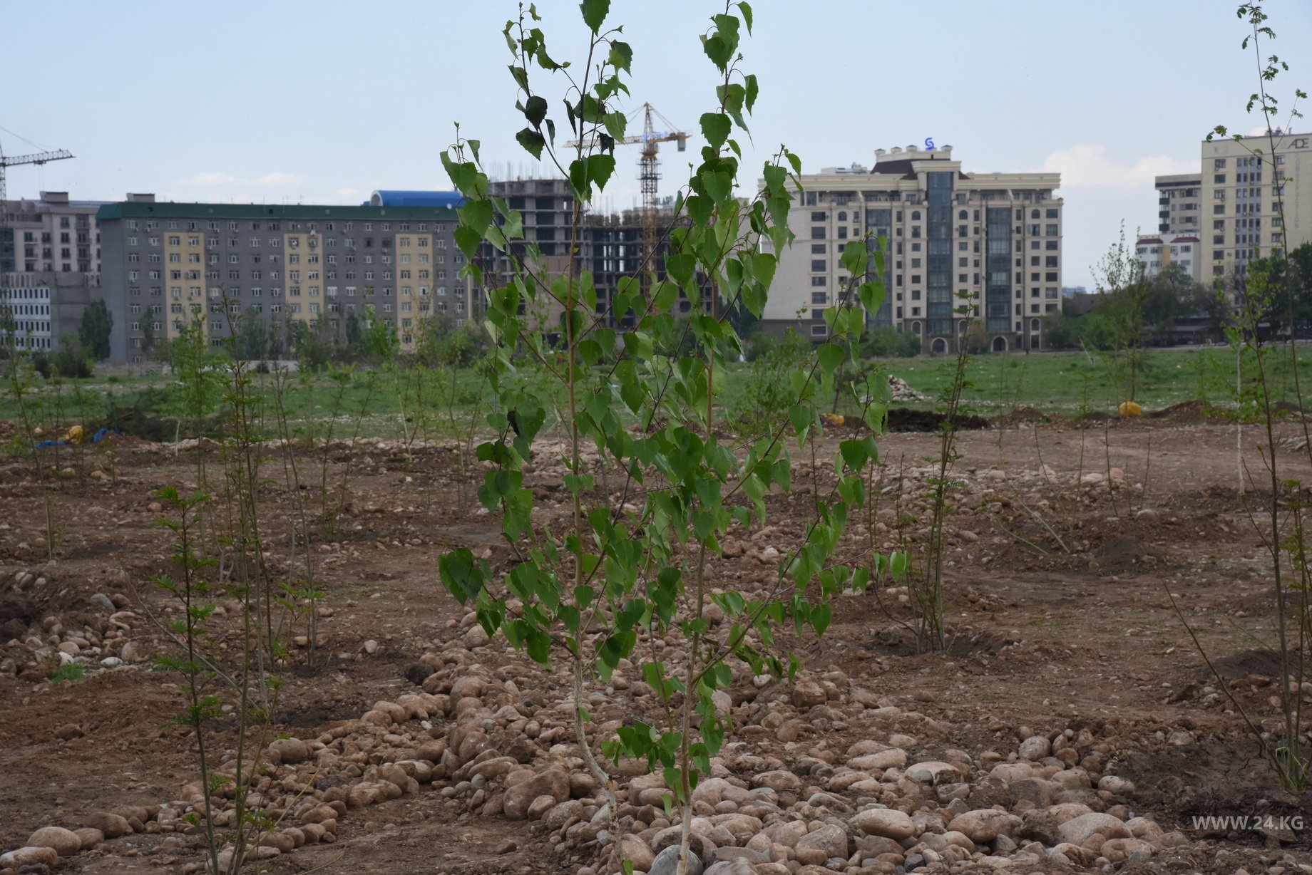 В Бишкеке прошла официальная церемония открытия леса Coca-Cola Memorial Forest