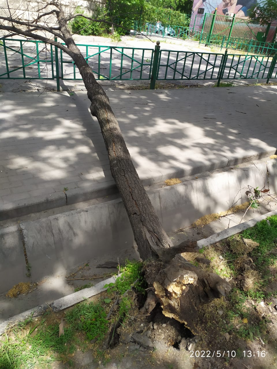 Упавшее дерево