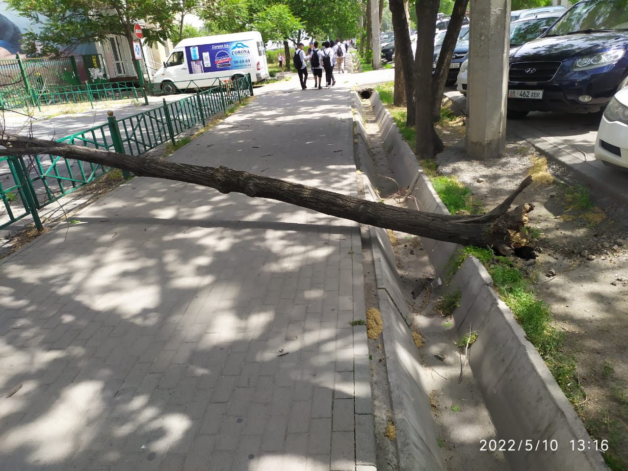 Упавшее дерево