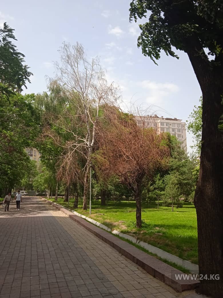 Сухие деревья в сквере