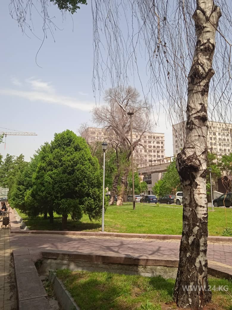 Сухие деревья в сквере