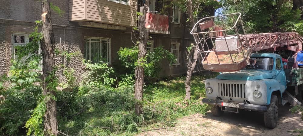 В Бишкеке по улице Интергельпо рубят здоровые деревья