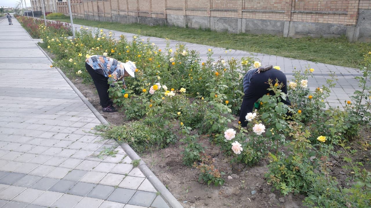 Клумбы