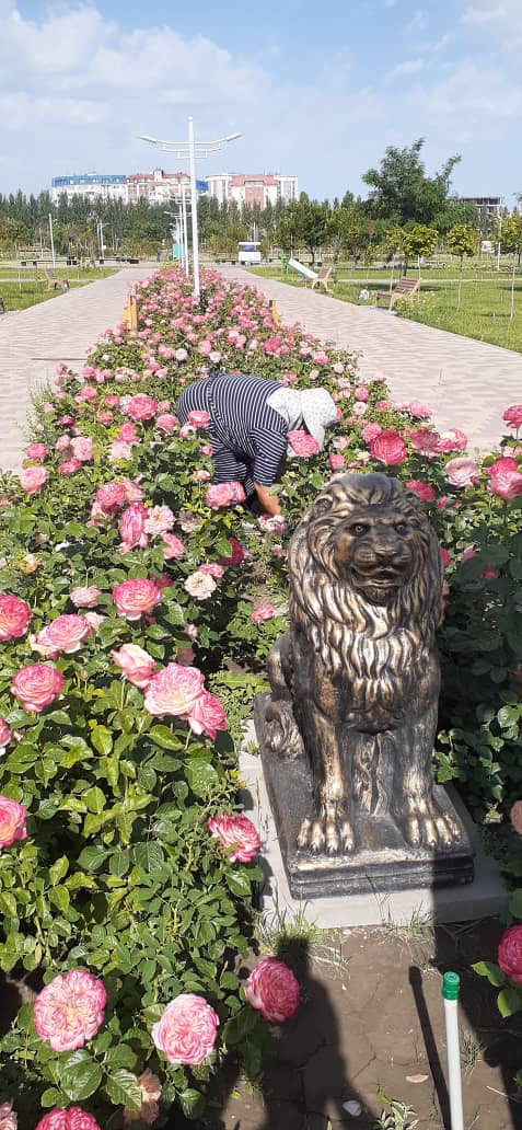 Клумбы