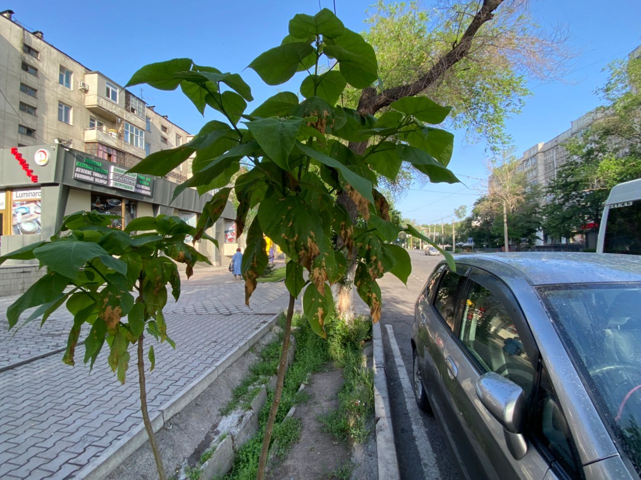 Вдоль дорог в Бишкеке высадили саженцы, но они уже погибают