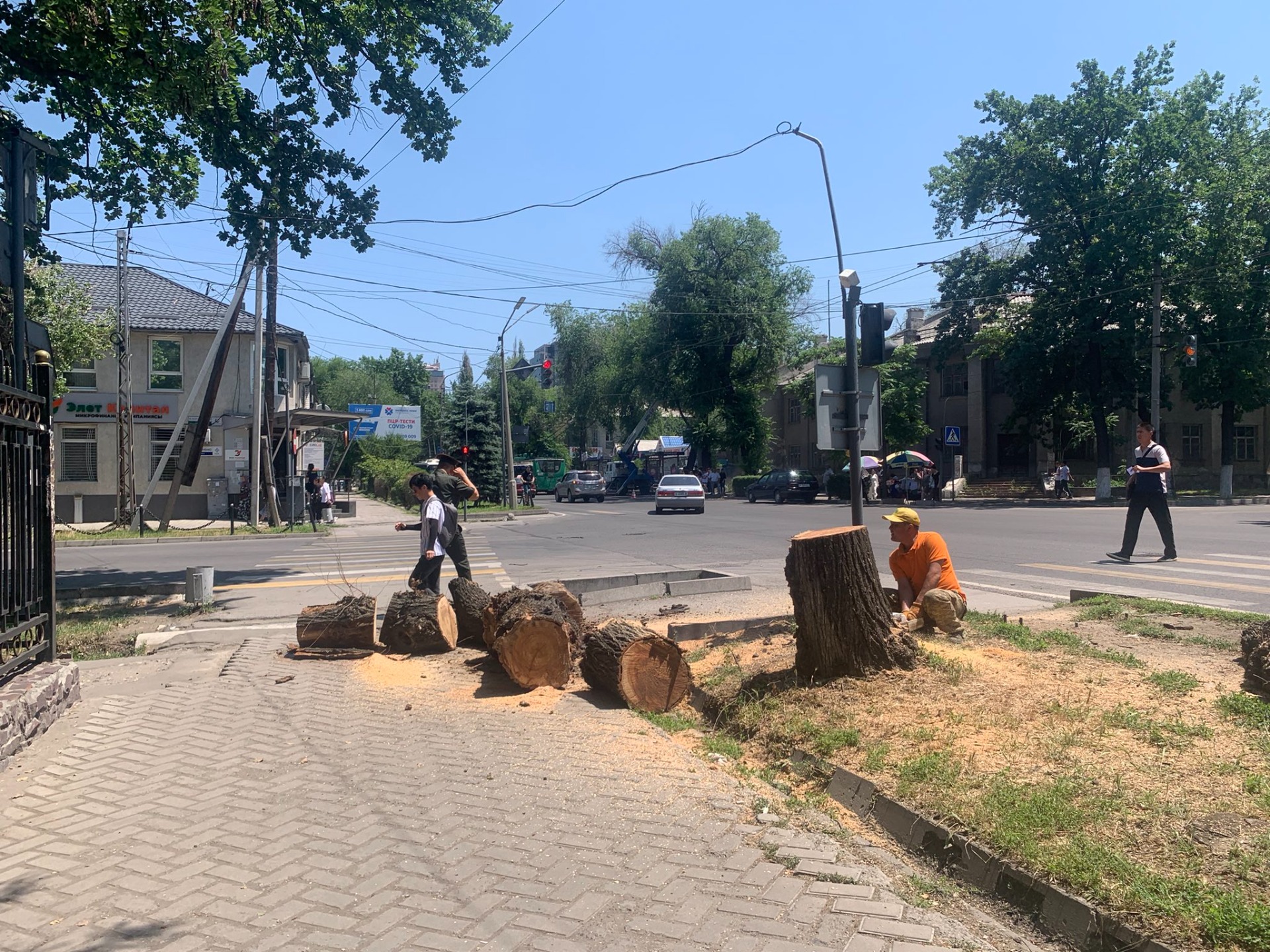 На нескольких улицах Бишкека вырубают деревья