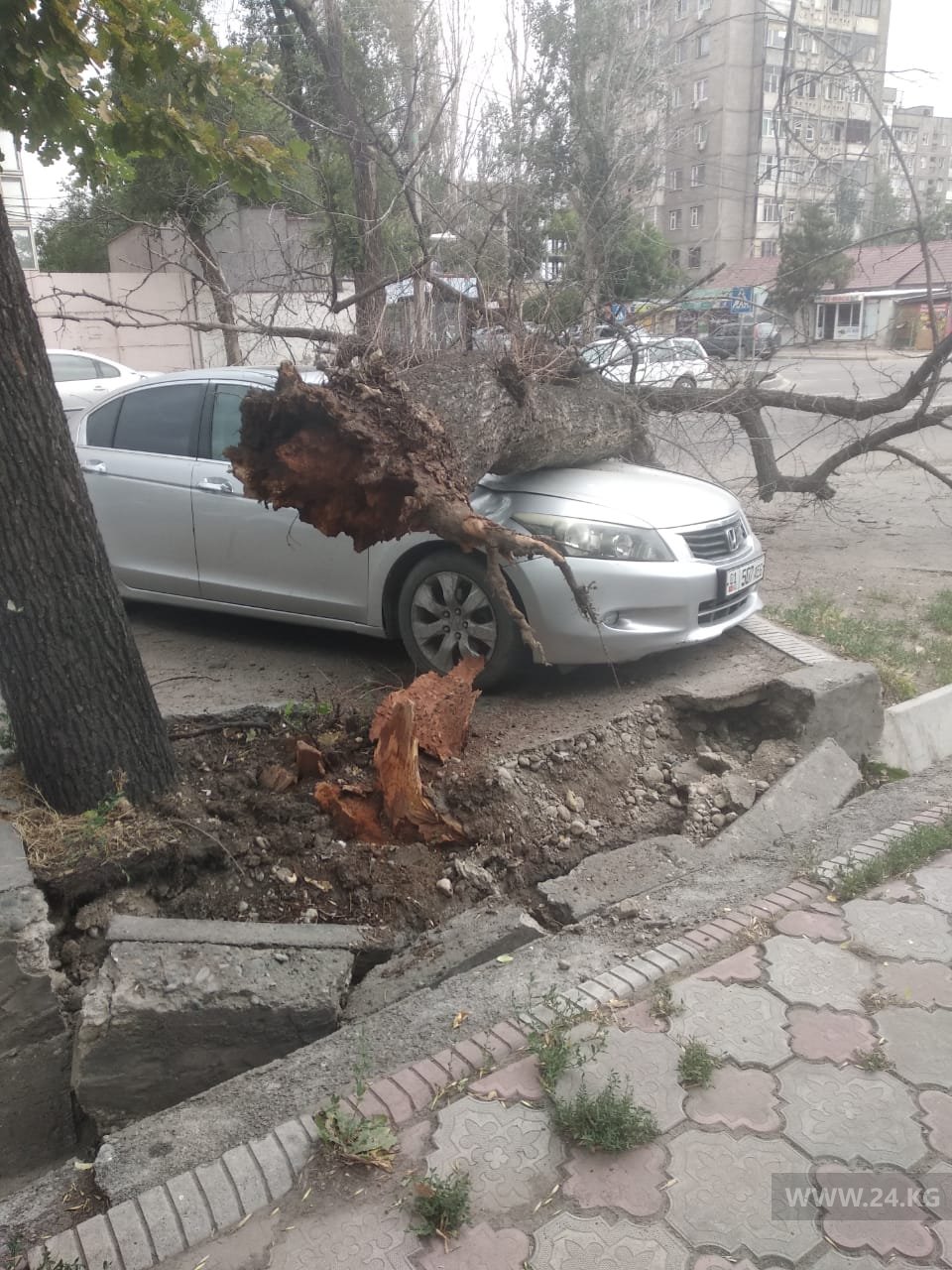В центре Бишкека дерево упало на припаркованный автомобиль