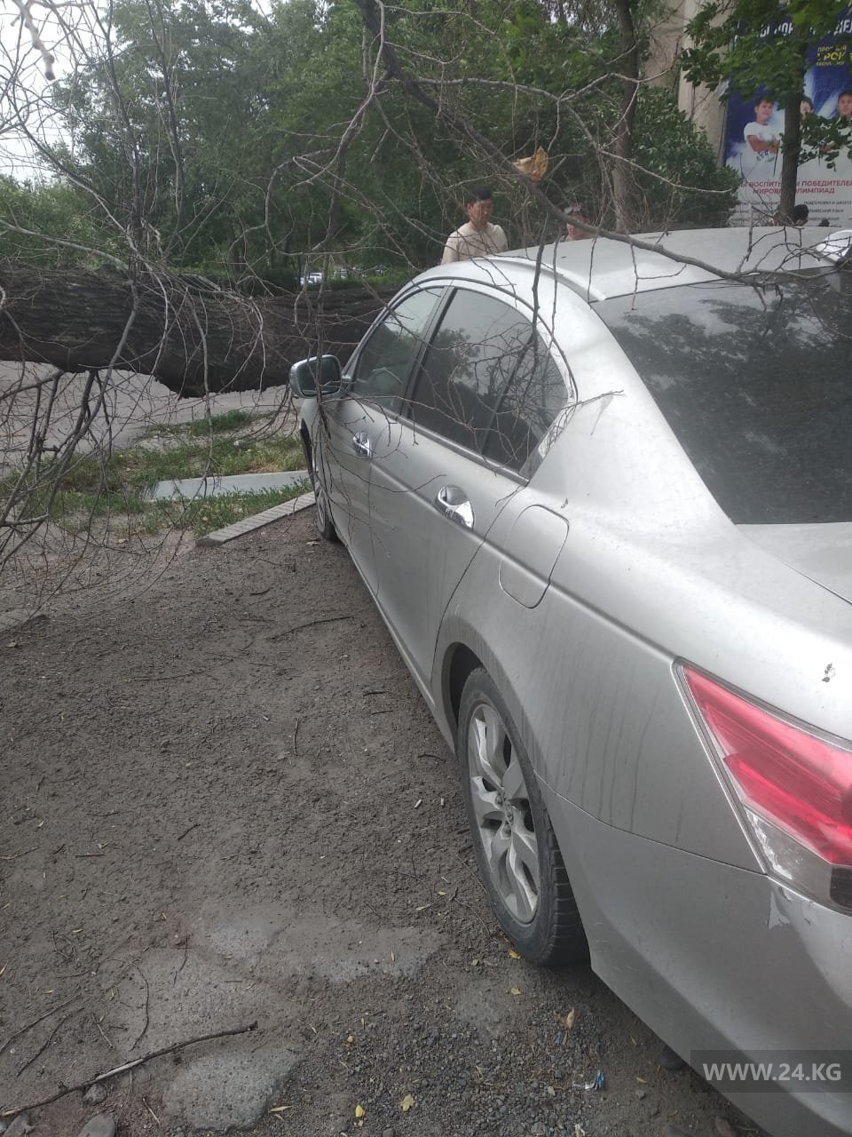 В центре Бишкека дерево упало на припаркованный автомобиль