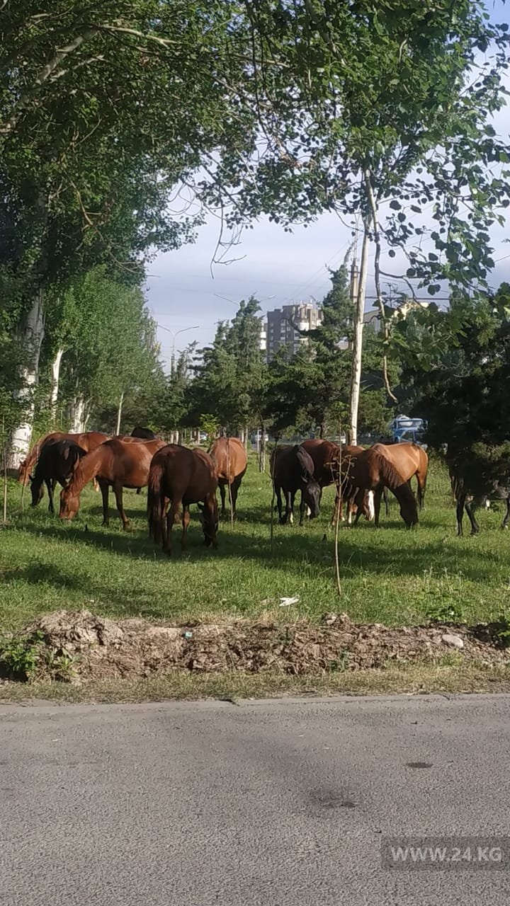 Лошади в городе