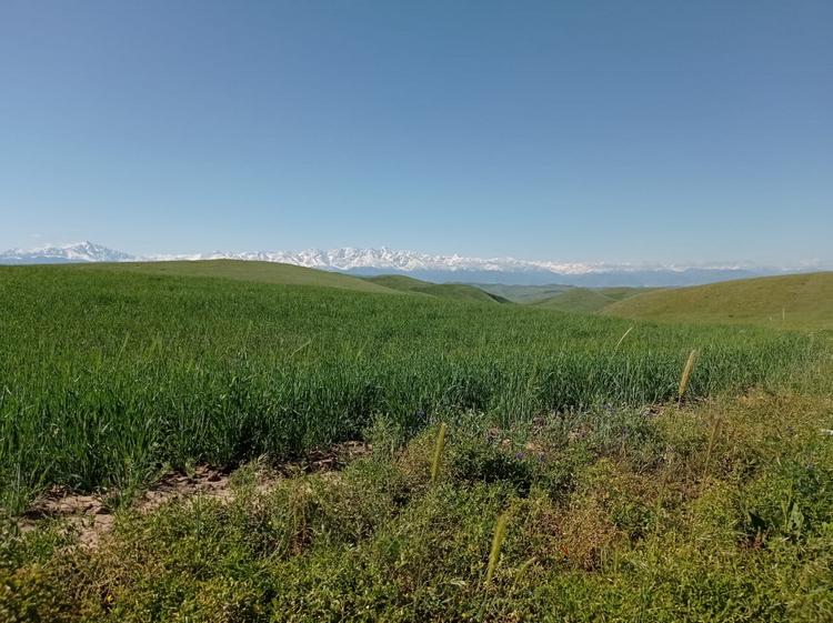 На окраине Оша