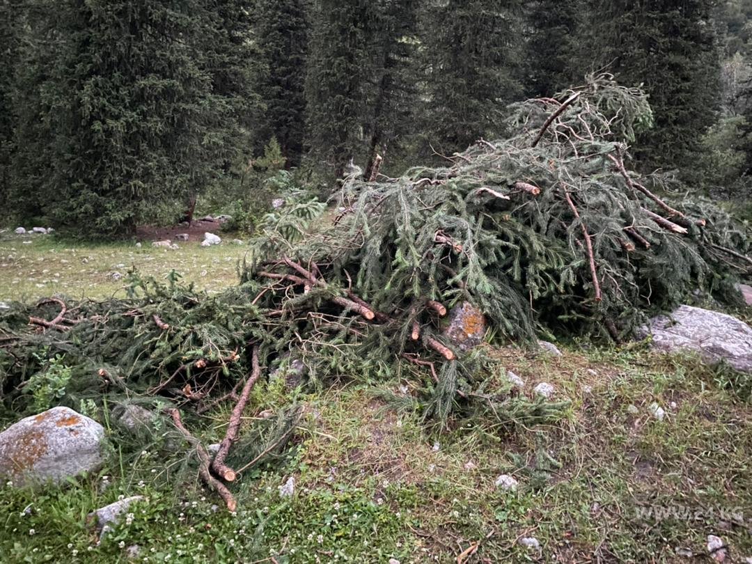 В природном парке «Ала-Арча» срубают деревья