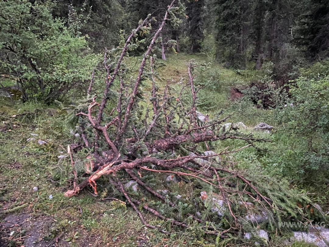 В природном парке «Ала-Арча» срубают деревья