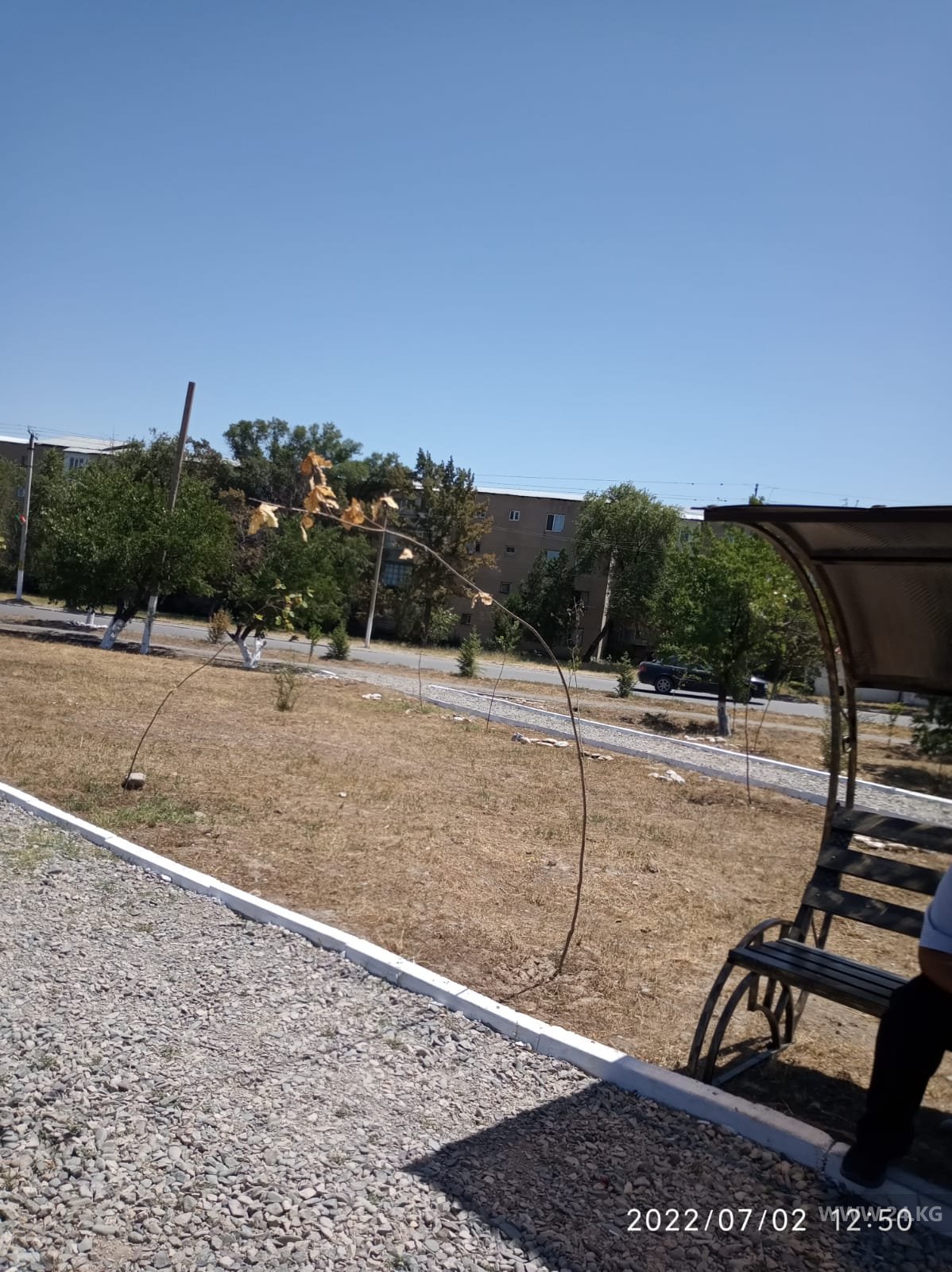Деревья в Беловодском
