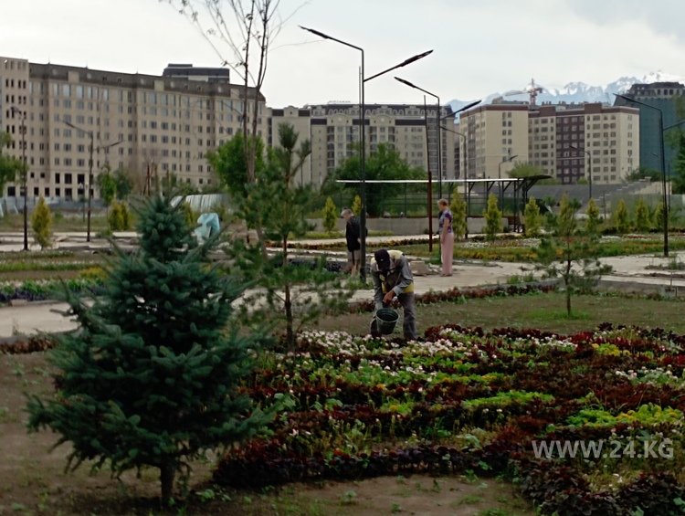 Поливать приходится ведрами
