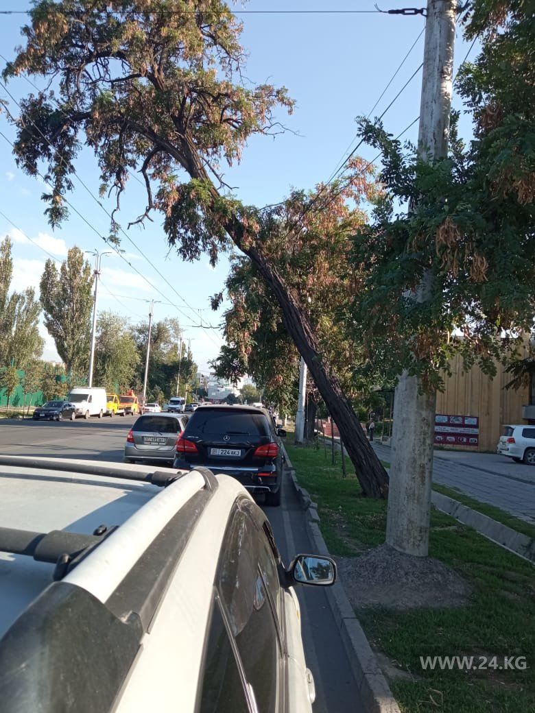 Аварийное дерево в центре Бишкека