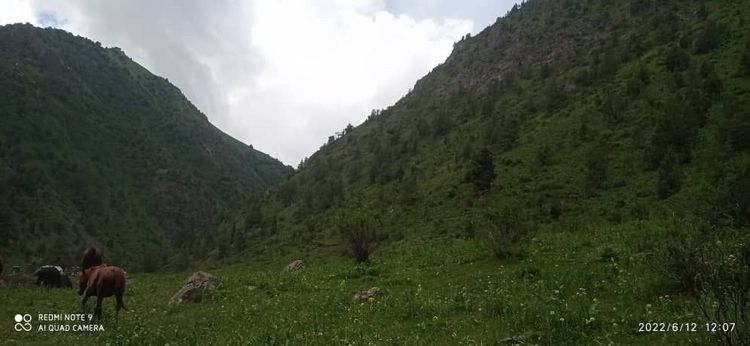 Алайкуу