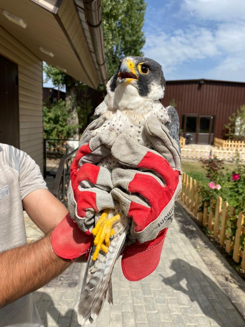 Один из сапсанов, которого выпустили на волю