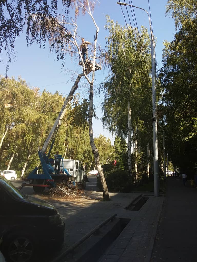 Аварийные деревья в Бишкеке