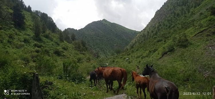 Алайку