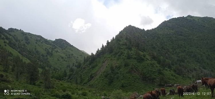 Алайку