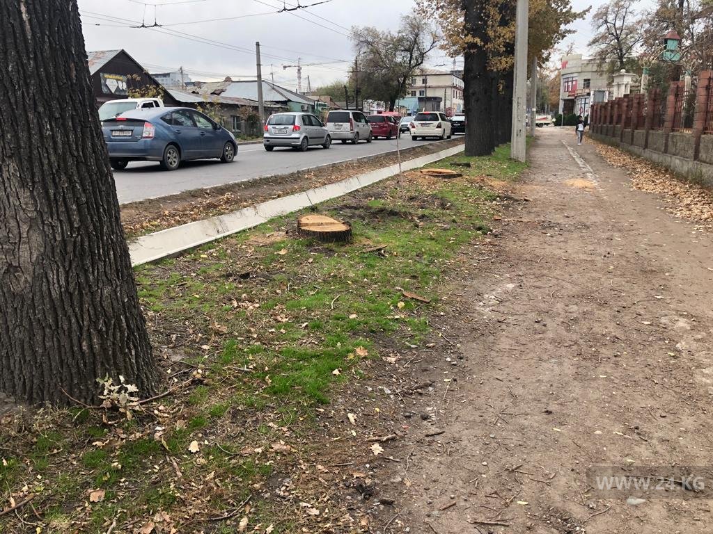 Вырубка деревьев