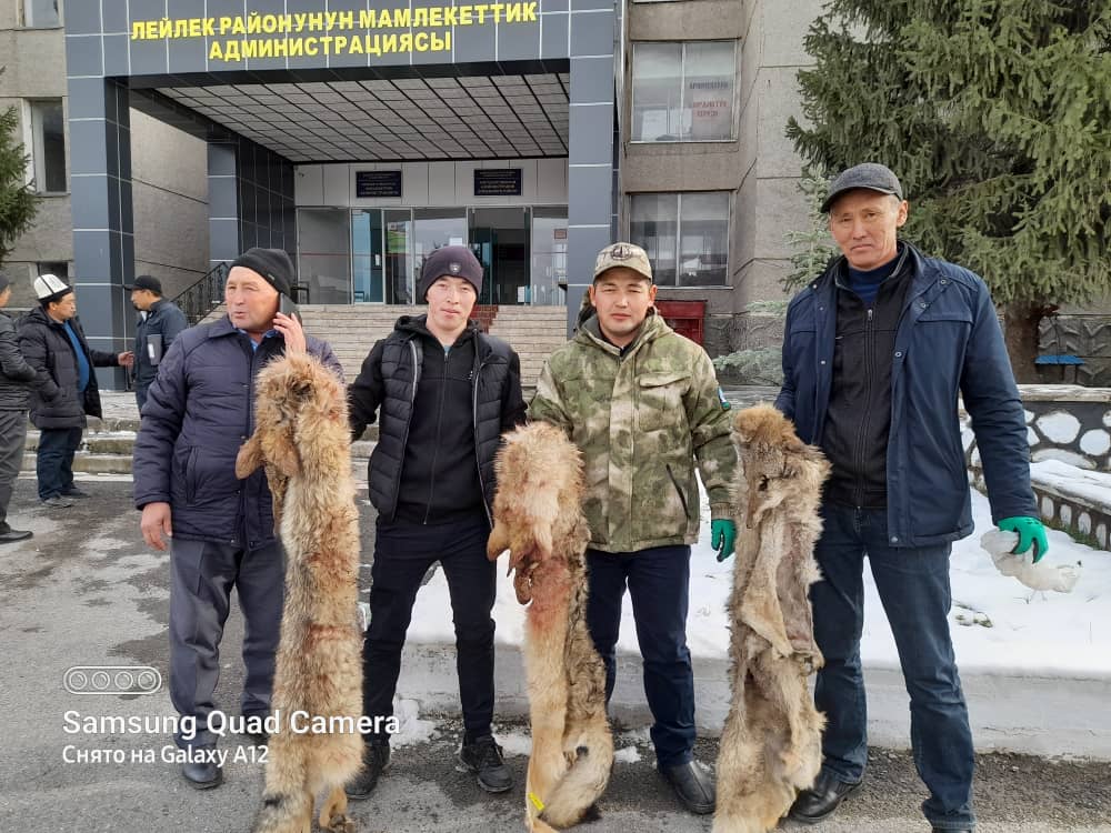 Охотники произвели отстрел волков и шакалов