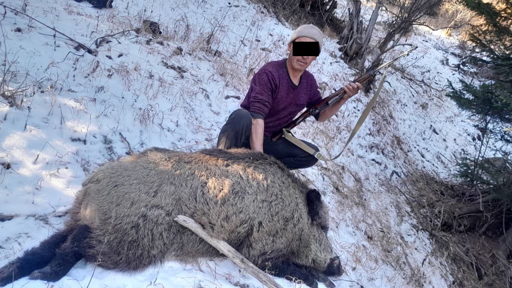 На Иссык-Куле задержали браконьера, застрелившего дикого кабана
