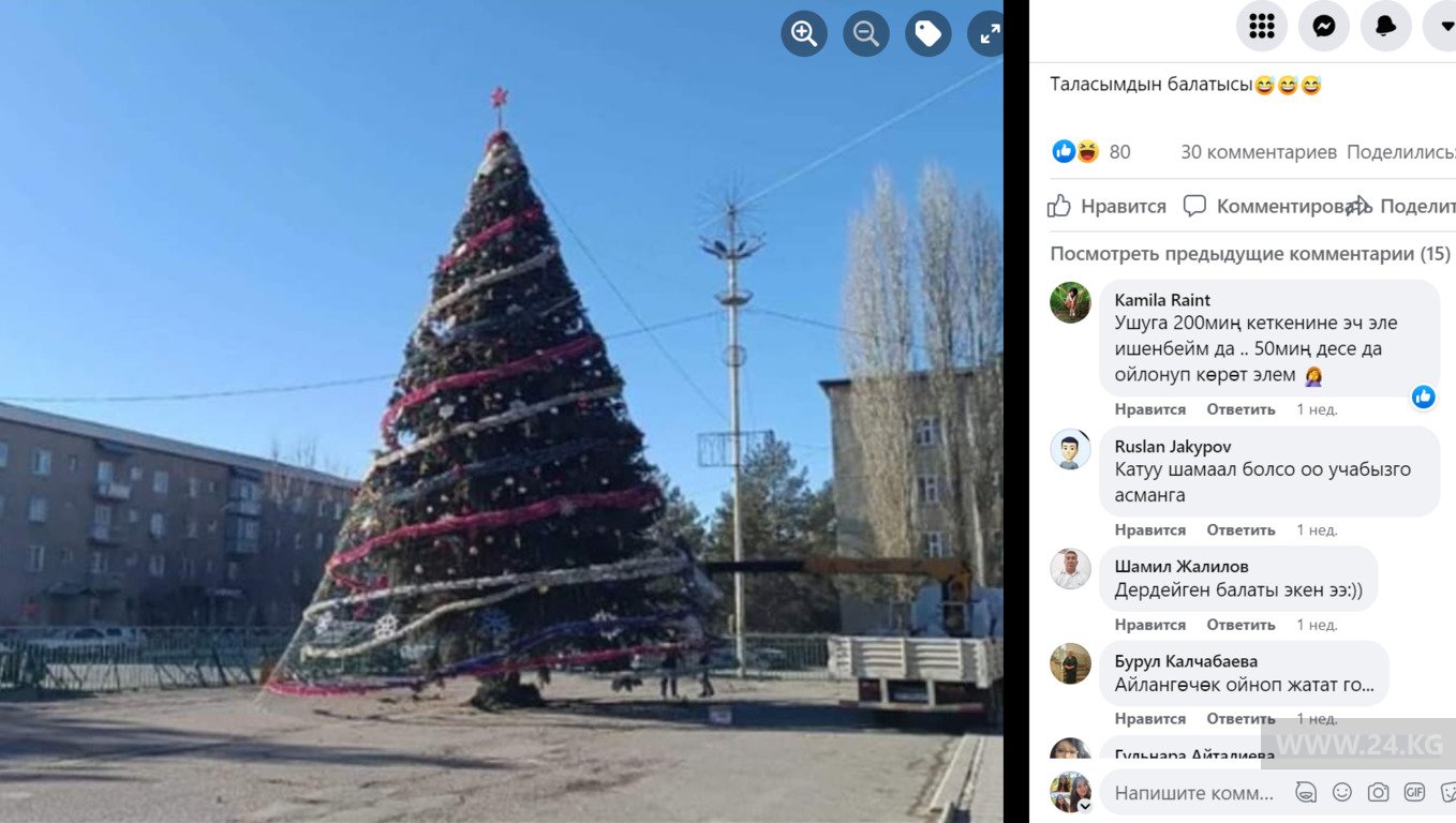 Елка в Таласе