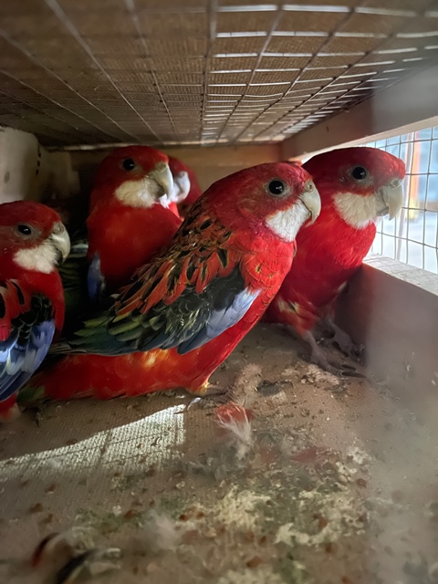Попугаи из Кыргызстана