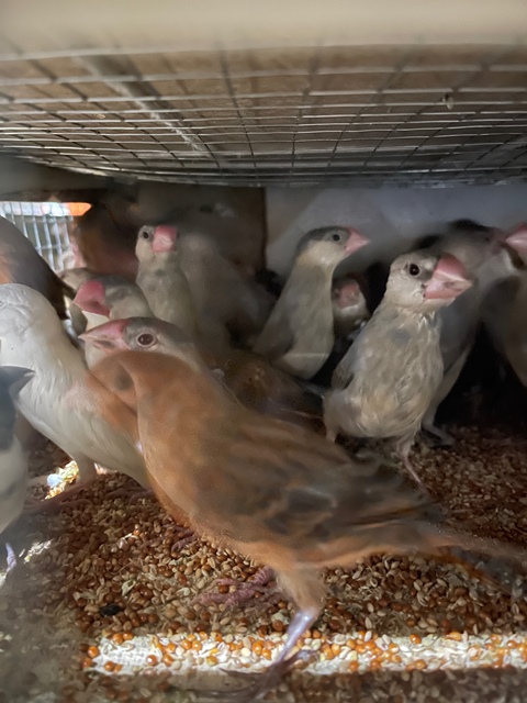 Попугаи из Кыргызстана