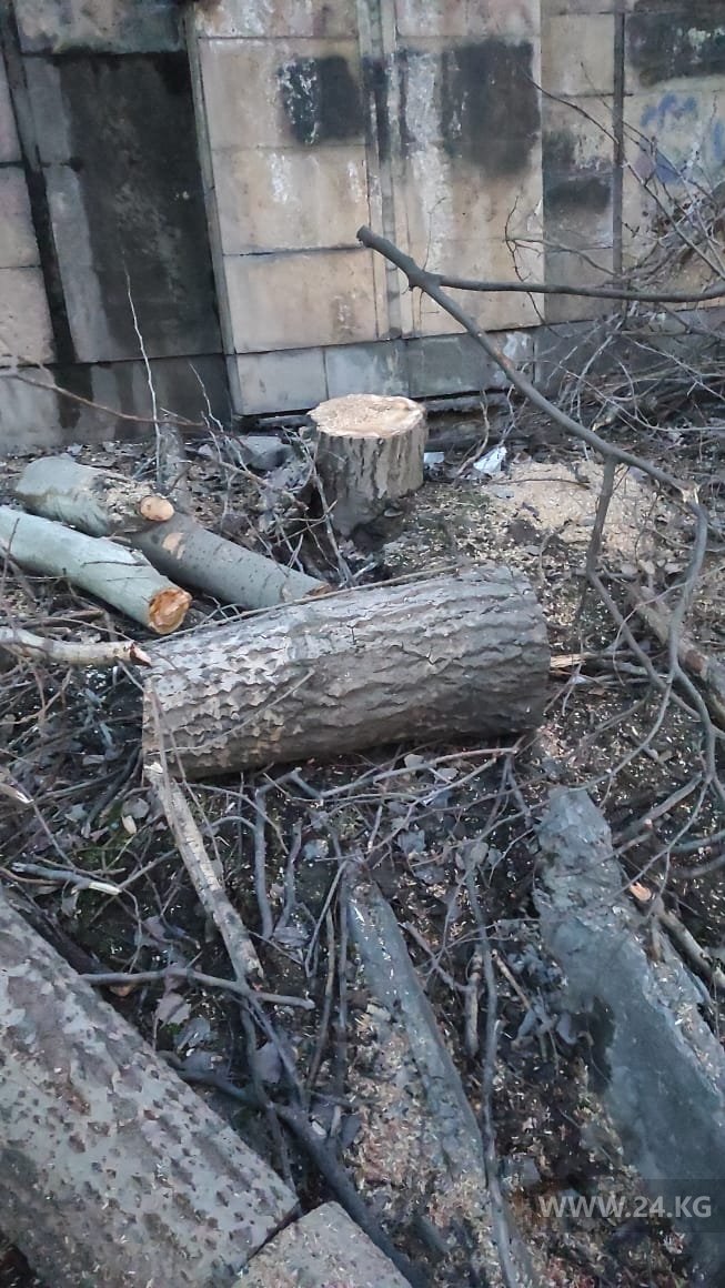 Срубленные деревья
