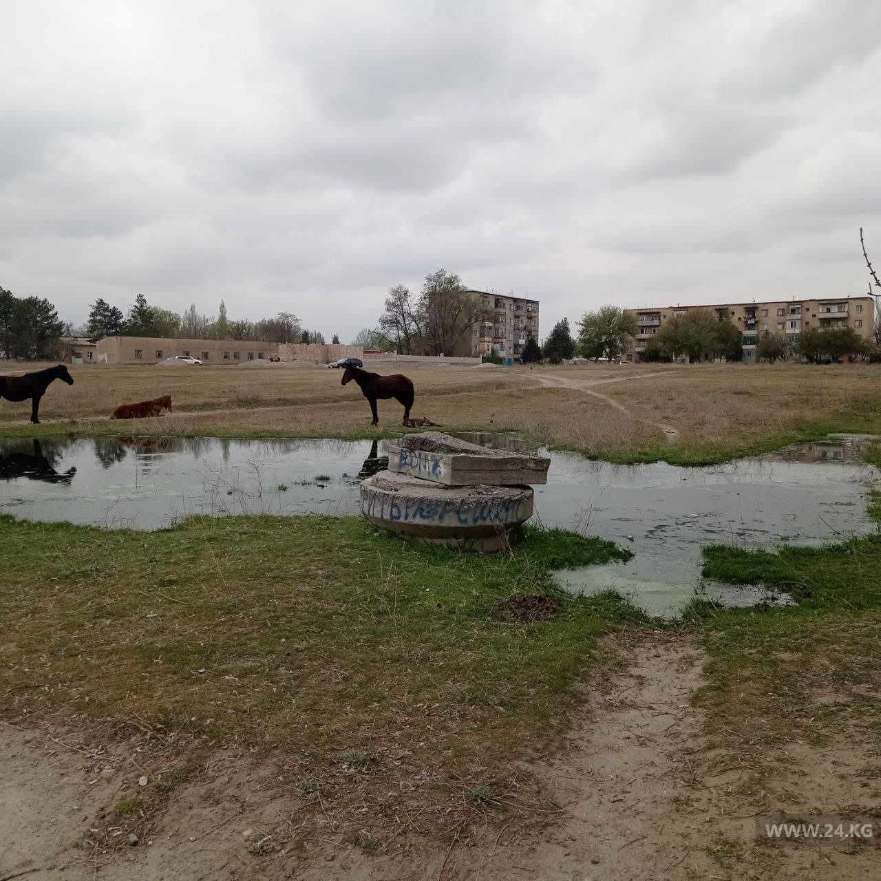 Источник неприятного запаха в cеле Станция Ивановка
