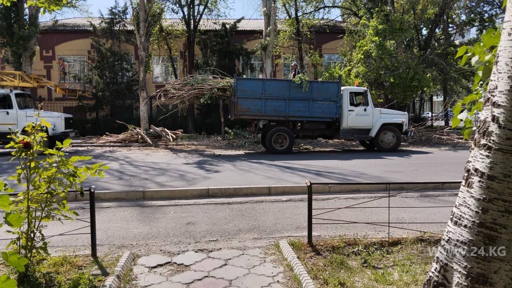 Возле школы № 67 начали сносить тополя, засохшие после ремонта дороги