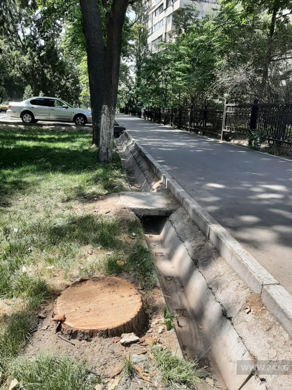 Вырубка дубов на улице Фрунзе