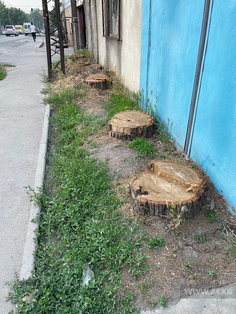 Срублено больше пяти деревьев