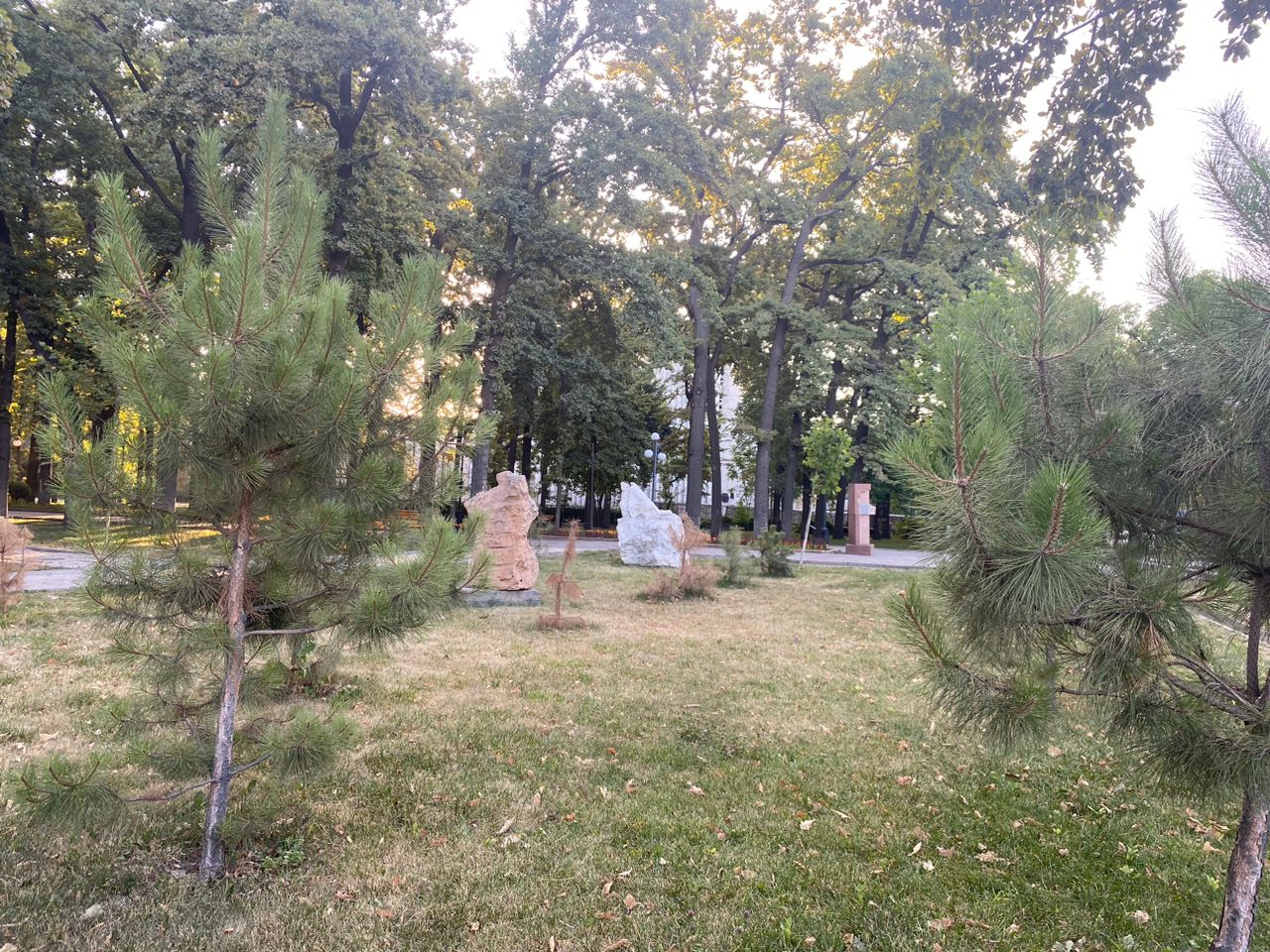 Засыхают деревья в Дубовом парке