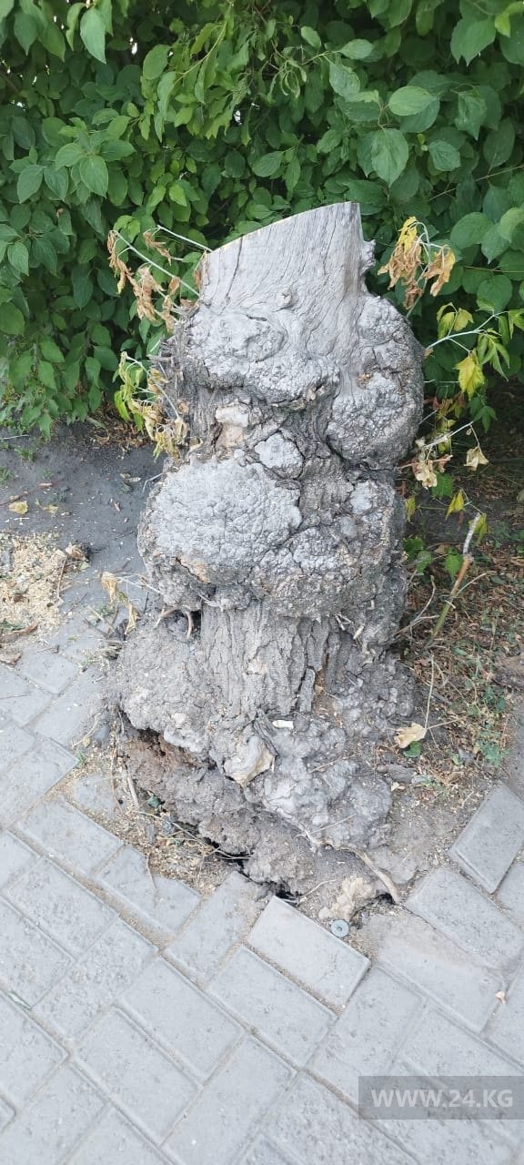 На улице Токтоналиева