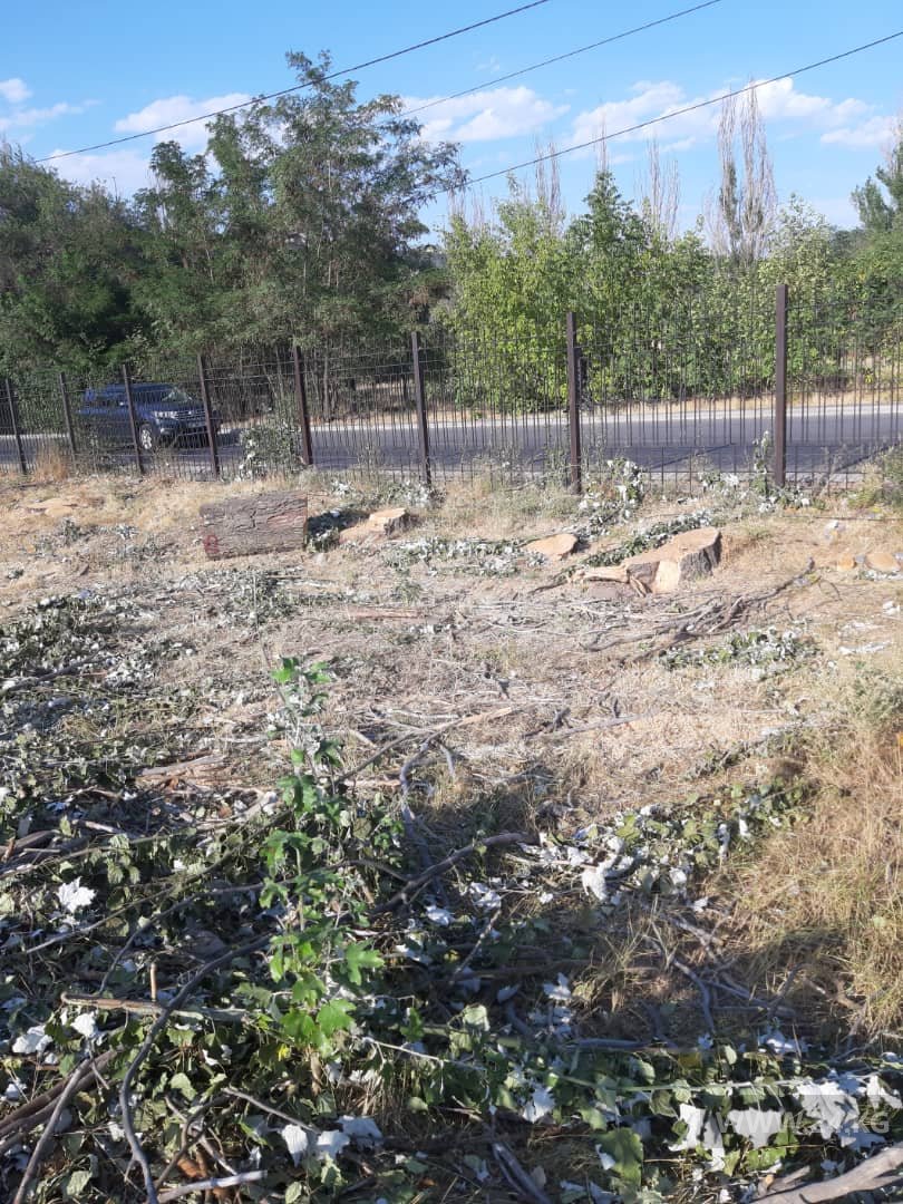 В микрорайоне «Аламедин-1» cрубили 16 тополей