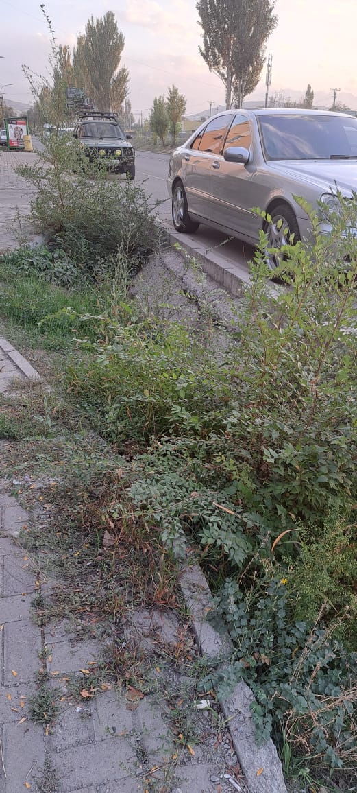 На улице Малдыбаева карагач растет в арыке