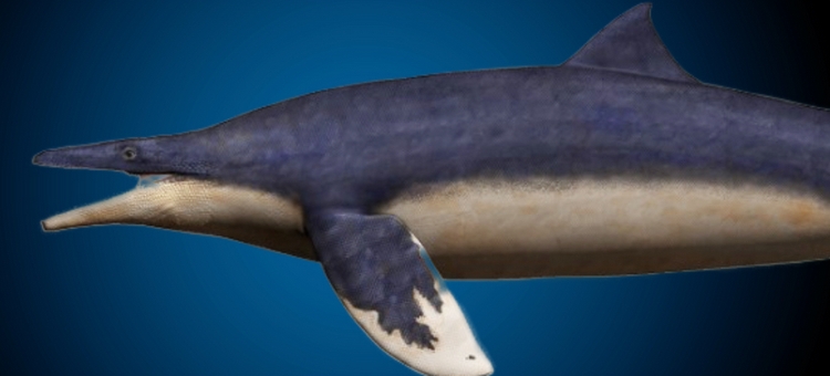 «Синий дракон» вида Megapterygius wakayamaensis