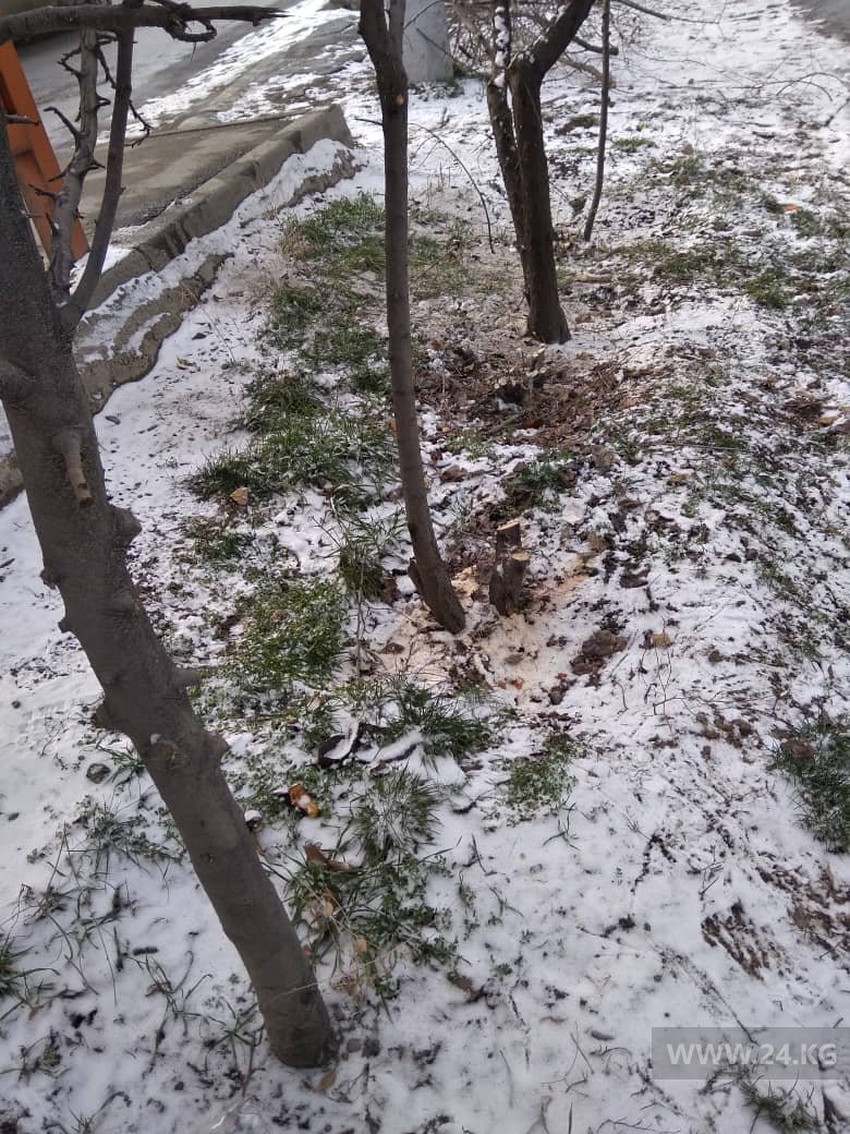 Спиленные деревья