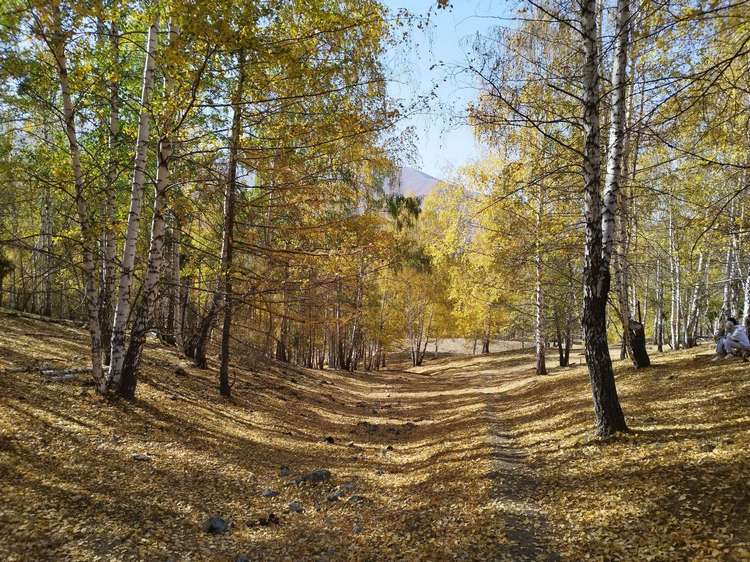 Березовая роща
