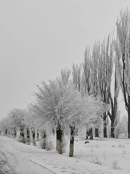 Деревья в мишуре из инея, 26 февраля