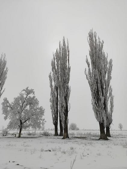 Деревья в мишуре из инея, 26 февраля