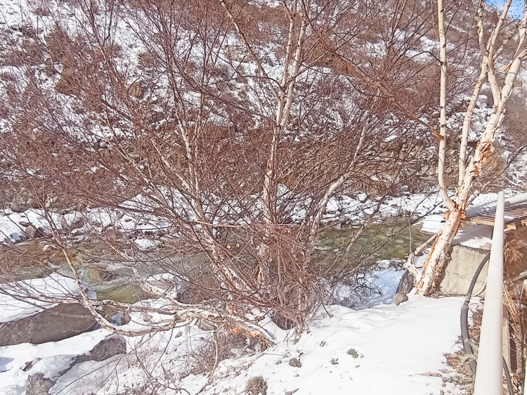 Аламединское ущелье, начало марта
