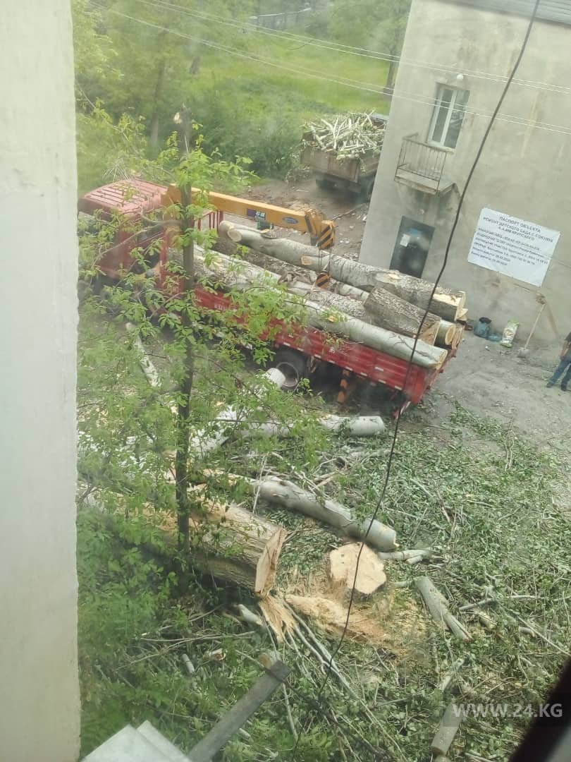 В Сокулуке срубили дерево
