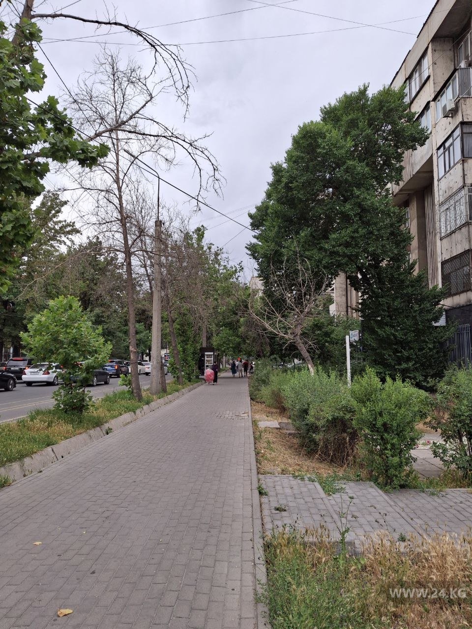 Сухие деревья в Бишкеке