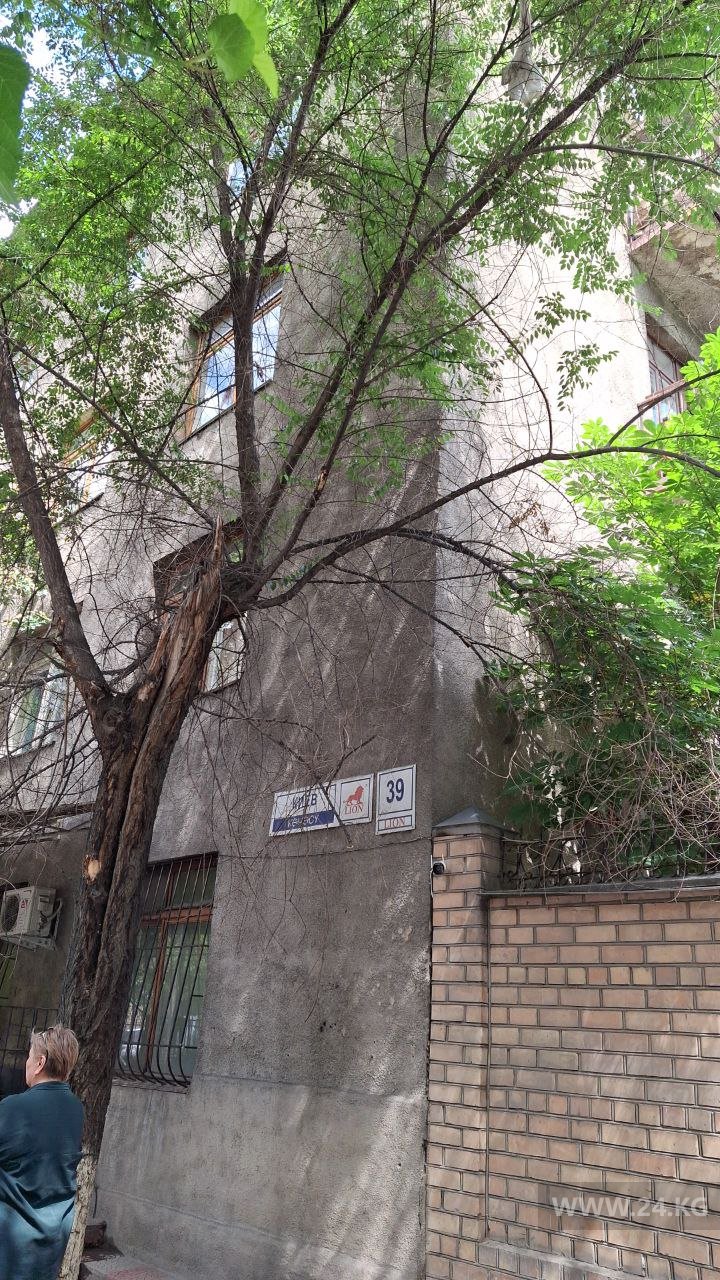 Сухие деревья в Бишкеке