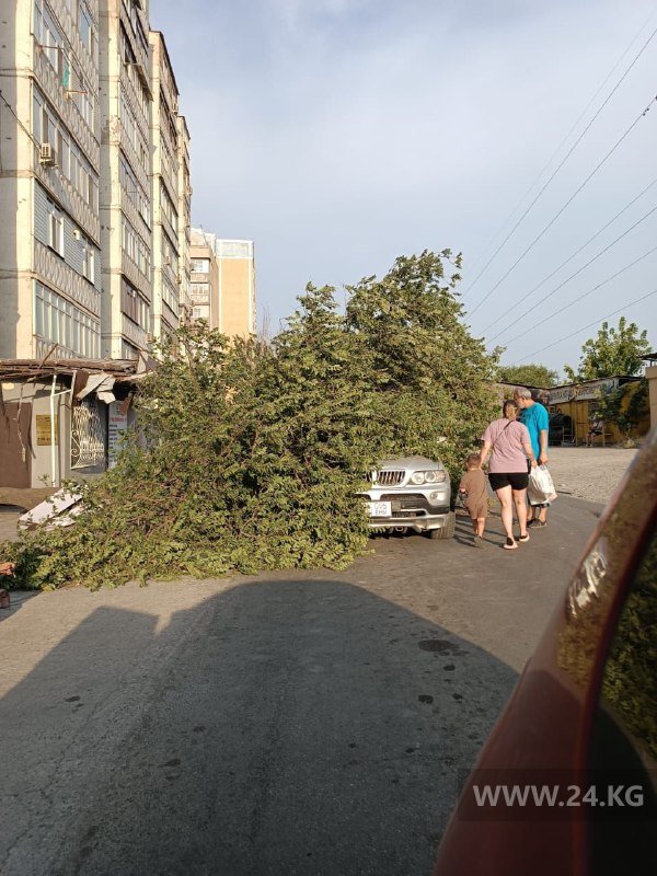 Ветка упала на машину