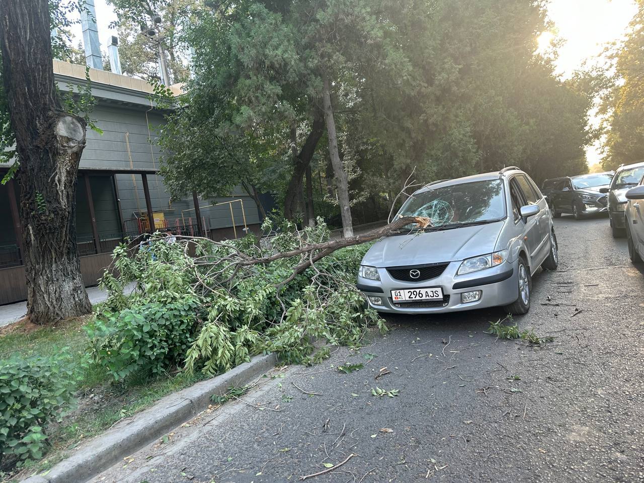 Последствия ветра